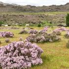 Wild thyme near Alexandra. Photo: Joy Bennett
