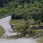 The willow that fell near the Shotover River. Photo: ODT files 