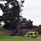 A Dunedin arborist was able to climb down from a tree he was working on at Chisholm Links after a...