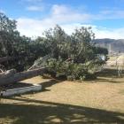 Dunstan High School's high ropes course lies destroyed after trees on which the course was built...