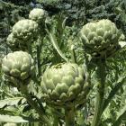 Globe artichokes can be used as tall decorative plants in the flower garden. The flower heads on...