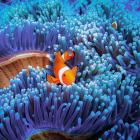 Increasing amounts of artificial light at night in coral reefs, even at relatively low levels,...