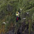 Firefighter Grant Swanson scales a cliff at Lawyers head to save Benji the dog. Photo:Gerard O...