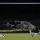 A gaggle of geese march across Watson Park in Port Chalmers yesterday. Photo: Gerard O'Brien