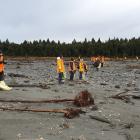 Volunteers move slowly in an ‘‘emu line’’  revisiting ground  already  covered to pick up any...