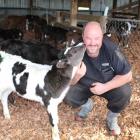 Lumsden dairy farmer Jason Herrick tends to his newborn herd during a busy calving season, a...