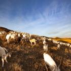 Clinton farmer David Shaw and his goats. Photo: Supplied