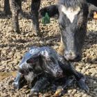 Dairy cows calve in a warmer, drier environment, on Dean Alexander’s feed, calving and wintering...