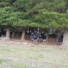Chris and Charleen Withy have a .8ha pine plantation on their dairy farm, which is ideal for...