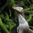 The critically endangered yellow-eyed penguin. Photo: Hamish MacLean