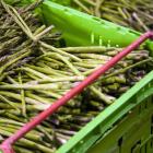 Harvested asparagus. Photo: NZAC
