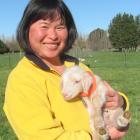 Jacy Ramsay with one of the milking ewes' 1-day-old lamb. Photo: Toni Williams