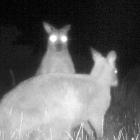 A night vision view of a pair of wallabies on a property in Naseby. PHOTO: MANIOTOTO PEST MANAGEMENT