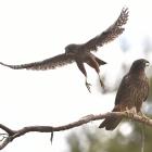 Falcons by a forestry block near Taieri Mouth. Photo: Peter McIntosh