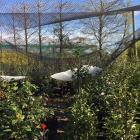 Hail damaged nets at Elliotts Wholesale Nursery. Photo: Supplied