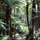 Forest &amp; Bird South Otago chairman Roy Johnstone explores the ‘‘magical’’ Lenz Reserve in the...