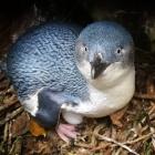 A little penguin sits on its egg in Oamaru in September. Egg-laying has spiked at the Oamaru Blue...