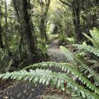 A loop track at Orokonui Ecosanctuary. Photo: Gerard O'Brien