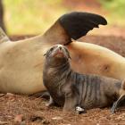 A sea lion mother Joy relaxes with her pup Rua near the Warrington domain months before Rua was...
