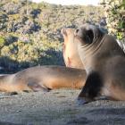Sea lions on Stewart Island/ Rakiura. Photo: Supplied