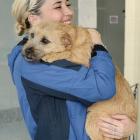 Chewie, the border terrier cross abandoned at a motorway rest area, snuggles with SPCA animal...