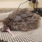 The first of five rowi kiwi eggs incubating at the West Coast Wildlife Centre hatched early on...