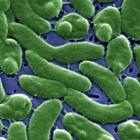 bacteria_s_stress_busting_secrets_1945564063.jpg