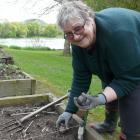 Waitahuna-Lawrence Garden Club secretary Margaret Healy plants seed potatoes in her Beaumont...