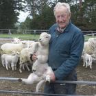 Otago Regional councillor Doug Brown tags lambs at his Maheno farm. PHOTO: GERARD O'BRIEN