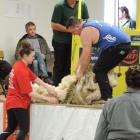 Lucy Avery, of Waimate, gathers the fleece shorn by Bill Melville, of Waimate, in the junior...