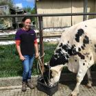 Olivia Cahill checks on 5-year-old cow Lucy, who she hopes will enjoy some success at the New...