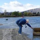 Retired zoologist and the man behind Lake Wanaka's grebe project, John Darby, attempts to move a...