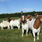 Owen Booth with some of his imported Boer goats on his North Otago property. Photo by Sally Rae.