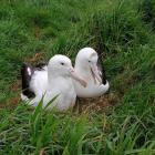 Rob (left) the albatross shacks up with a new mate. Photo: Department of Conservation