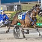Spankem will attempt to add the Taylor Mile to his Miracle Mile title at Alexandra Park tonight....