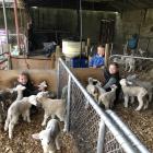 Between 140 and 150 orphaned or rejected lambs are getting a second chance on Paula and Gareth...