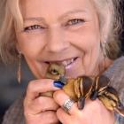Bird Rescue Dunedin founder Sue Cook with some of the 152 orphaned ducklings brought to her this...
