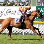 Te Akau Shark will clash with his stablemate Melody Belle in tomorrow's Foxbridge Plate at Te...