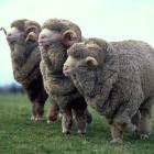The New Zealand merino industry is facing increased pressure from competing land use and...