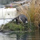 An adult grebe turns the egg after the other delivered extra nesting material to their nest...