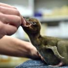 A member of the species newly crowned Bird of the Year is fed by veterinary intern Lizzie Thomas...