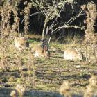 Rabbit populations have ‘‘exploded’’ in some parts of Central Otago. Photo: Mark Price
