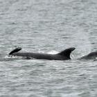 Dolphins have been seen in Otago Harbour last night and this morning. Photo: Peter McIntosh