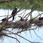 Shags nesting near the water at Waikouaiti. Photo: Stephen Jaquiery