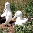 Albatross parents care for a newly laid egg at Taiaroa Head recently. PHOTO: DOC
