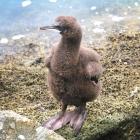 In November, Otago shag chicks, like this one, can and do fall off Sumpter Wharf before they are...