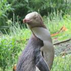A yellow-eyed penguin at Moeraki, home to the largest colony of yellow-eyed penguins on mainland...