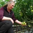 Kakanui Tomatoes co-owner Deborah Grant inspects the vines stripped of ripe fruit at her Kakanui...