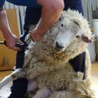A pet sheep goes in for her annual haircut by a professional, before Queenstown reporter Tracey...