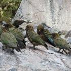 A gathering or circus of kea. PHOTOS: GEORGIE MCATEER 